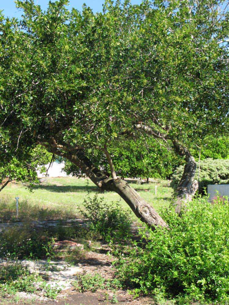              Habit (Winter Haven, FL)       